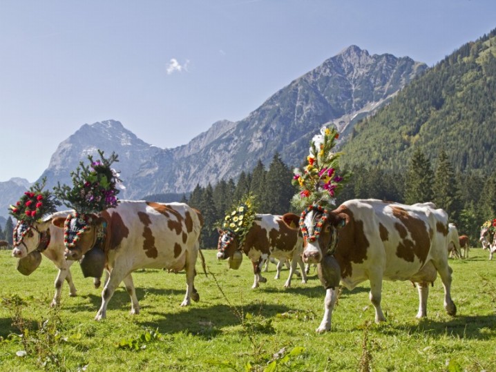 Almabtrieb